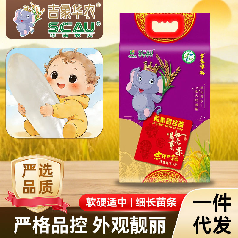 主食晶莹剔透大米软硬适中米饭细长吉象华农紫象香丝苗米一件代发