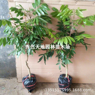 �޽����ۘ��m�ش���������Aʯ���������Ϸ��ļ��Nֲ���Ԯ���Y��