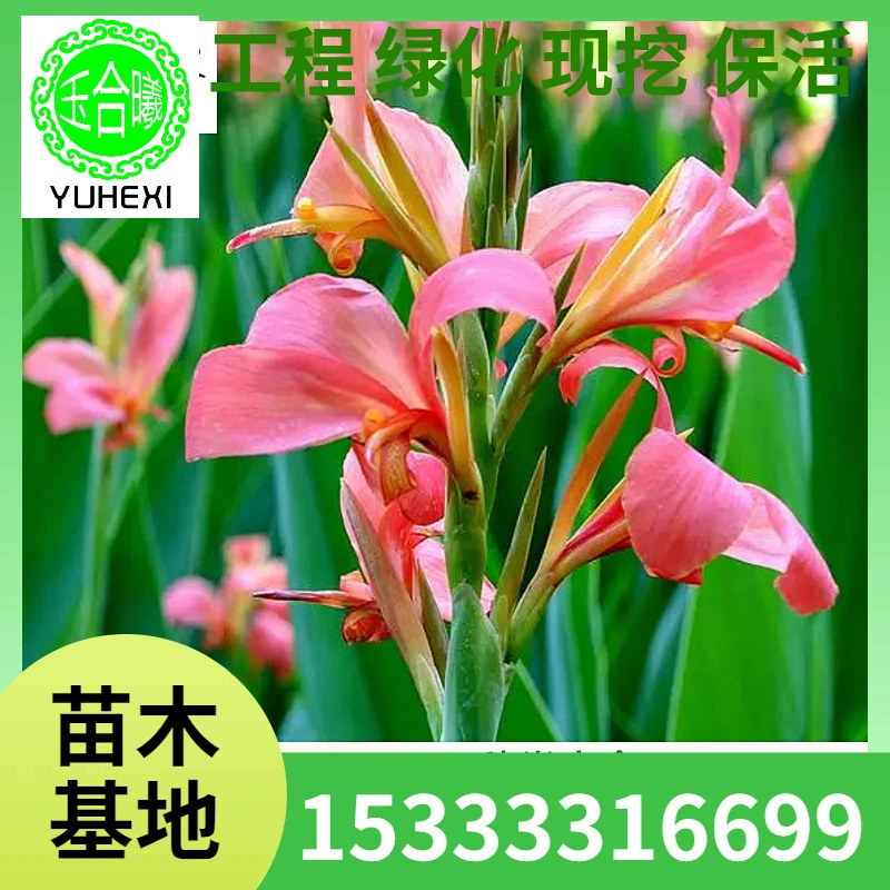 [Очистка воды в парке мокрых земель] Водные растения Красный цветок Желтый цветок с пыльцой Рассада каны Цветок Лист каны