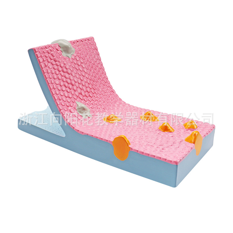 厂家直销33304 细胞膜流动镶嵌模型组件生物模型系列