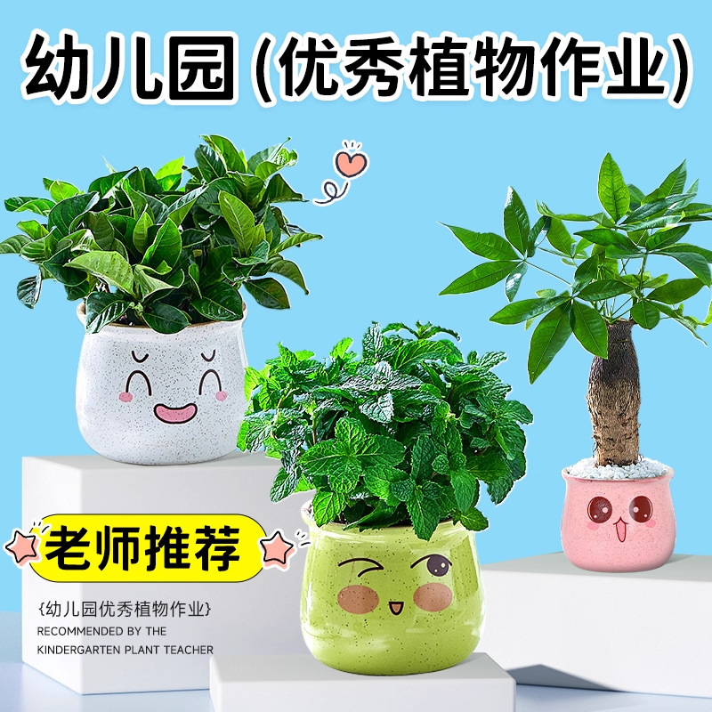 Plant Pots for Kindergarten Are Easy to Feed Kidsren with Green Plants. Children Plant Mint and Gardenia on the Desktop in the Office
