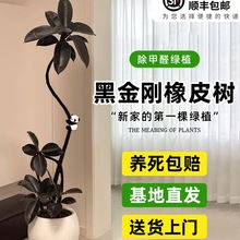 �ڽ�����Ƥ��͏d�������������҃ȴ��;Gֲ�k�����ļ����B��ֲ��