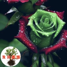 KmtGõϘļ_󻨝̨ͥԺֲ