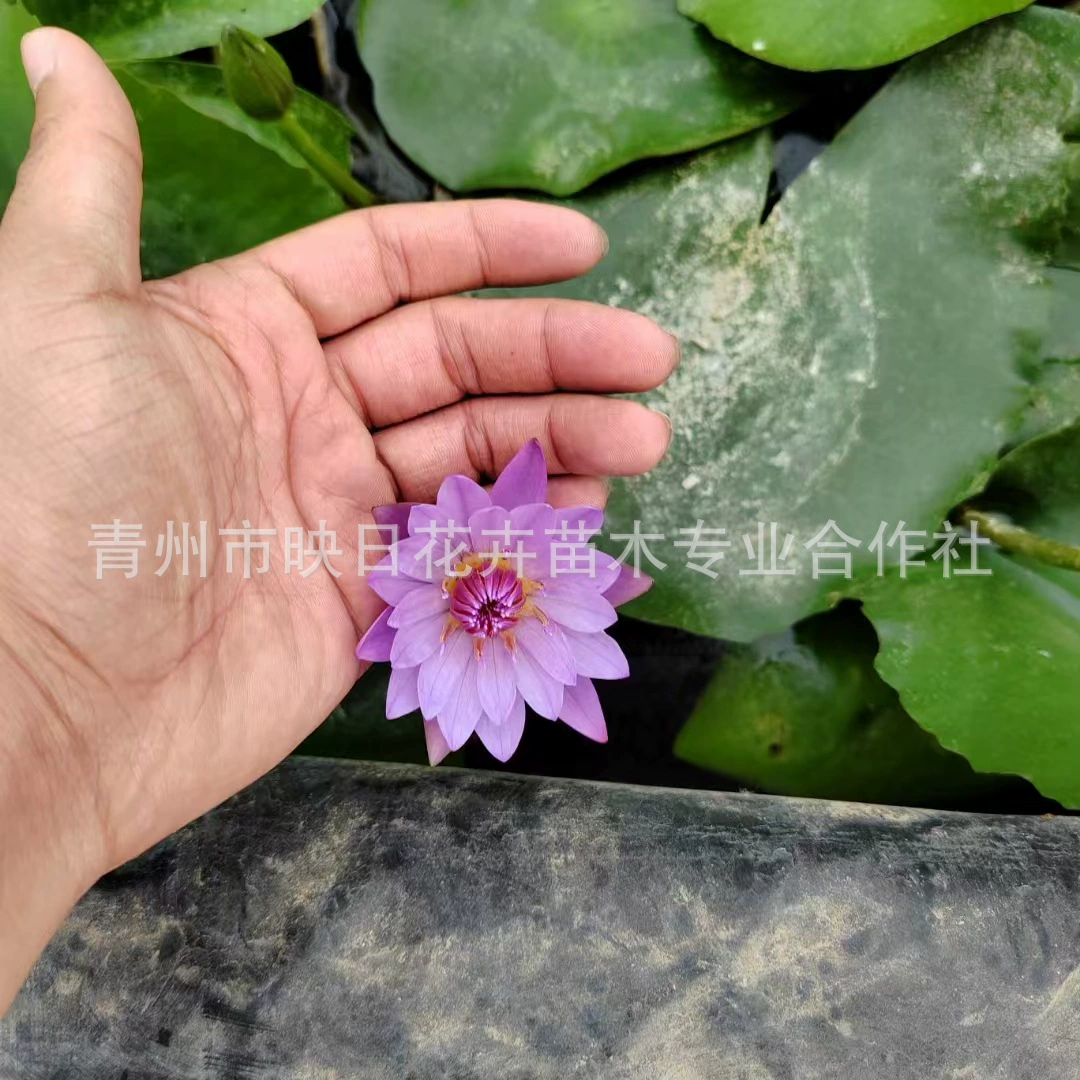 Оптовая продажа водяных лилий в горшках: тропические водные лилии, аквакультурные растения для озеленения и очистки воды (красные, желтые, белые)