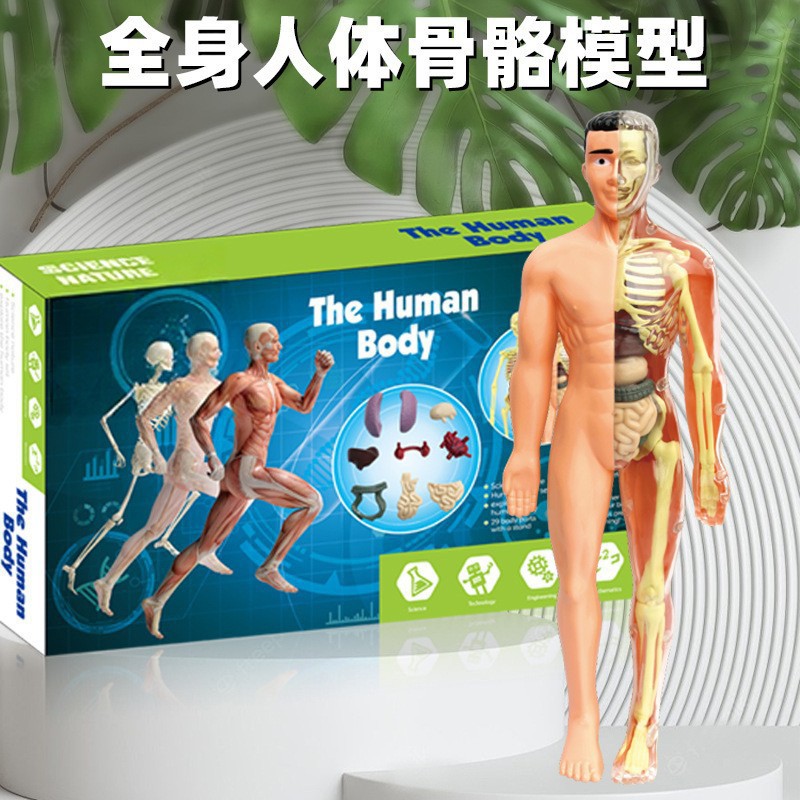 4d full body anatomy model