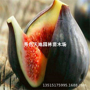 Papa John's Fig Saplings, Purple Candied Fig Saplings, Potted Plants Planted in the South and North, Planted in the Ground and Bear Fruit in the Same Year