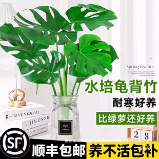 �S��ֱ�N������ˮ��ֲ���҃��ļ����BС�Gֲ��͏d���~�����Ϙ���