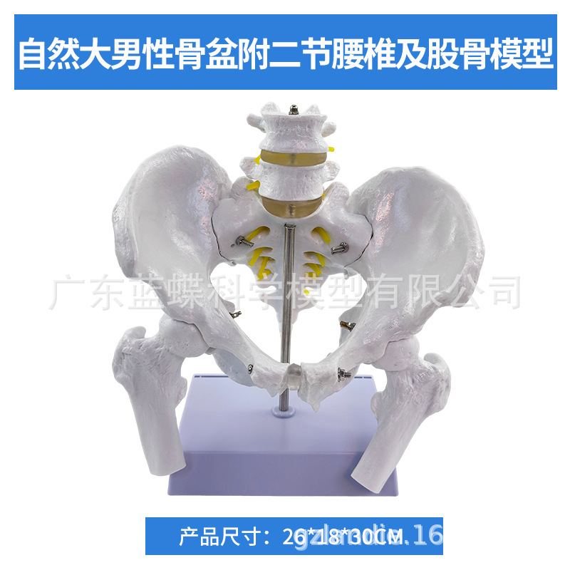 1��1���Թ���걾ģ���Ĺ����ǳܹ���ʾ��Ȼ�����������׵������