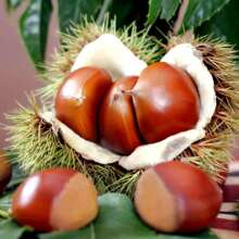 �Fժ���� �r�ҬFժ5�����r����������������ë���Ӱ������������l