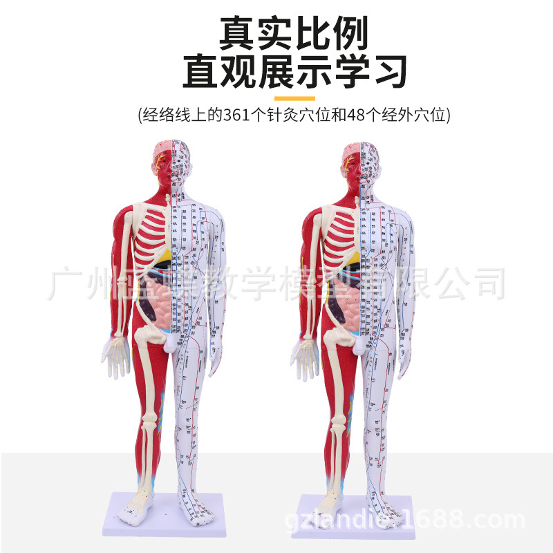 85半皮半骨针灸人-主图4