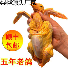 乳鸽沂蒙山家养老鸽子五年肉鸽子三年活物现杀散养鸽子肉新鲜