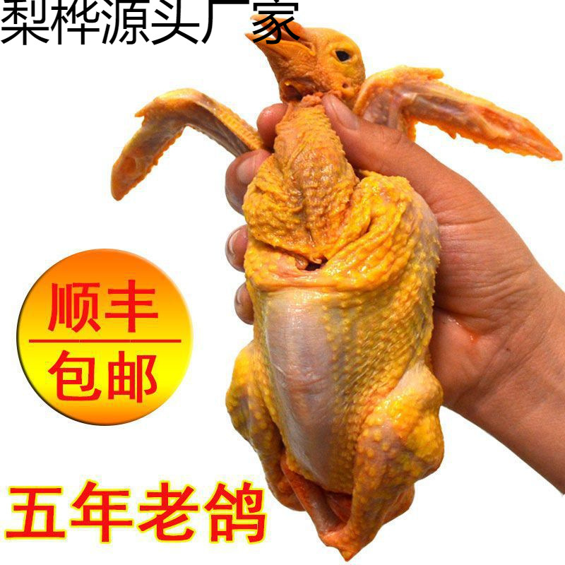 乳鸽沂蒙山家养老鸽子五年肉鸽子三年活物现杀散养鸽子肉新鲜