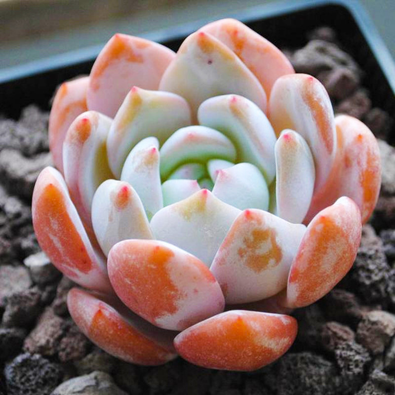 (호감도 1위) 오렌지 먼로 5-7cm (흰색 원형 화분 배송 준비 완료)