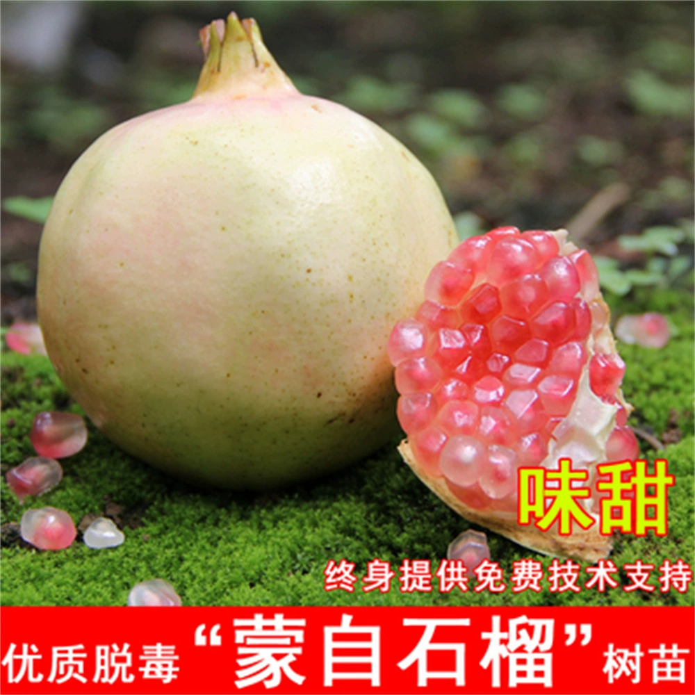 Red Ruyi Мягкая рассада граната Очень холодостойкая рассада граната Посадка рассады в горшках на юге и севере