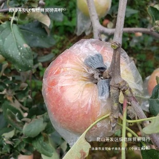Rubber Band Automatic Closing Bagging Pear Fruit Anti-Bird and Insect-Proof Plastic Transparent Tie Film Bag
