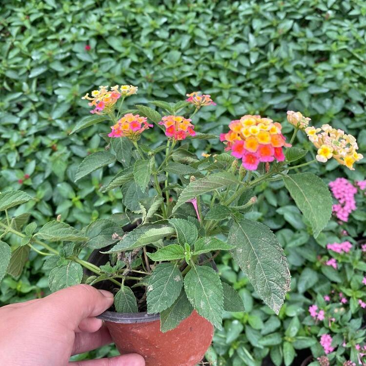 QQ图片20200807155644