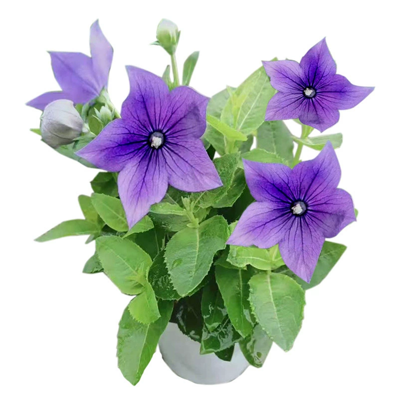 Оптовая продажа высококачественных травянистых семян цветов Platycodon Grandiflorum Семена Декоративные цветы растений Легко расти