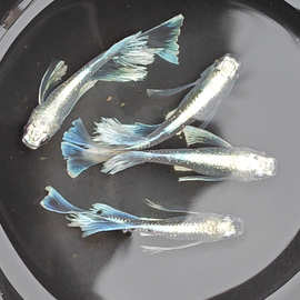 观背青鱂中里真长鳍玛利亚长鳍干支古法养鱼冷水魔法鱼飘逸观赏鱼