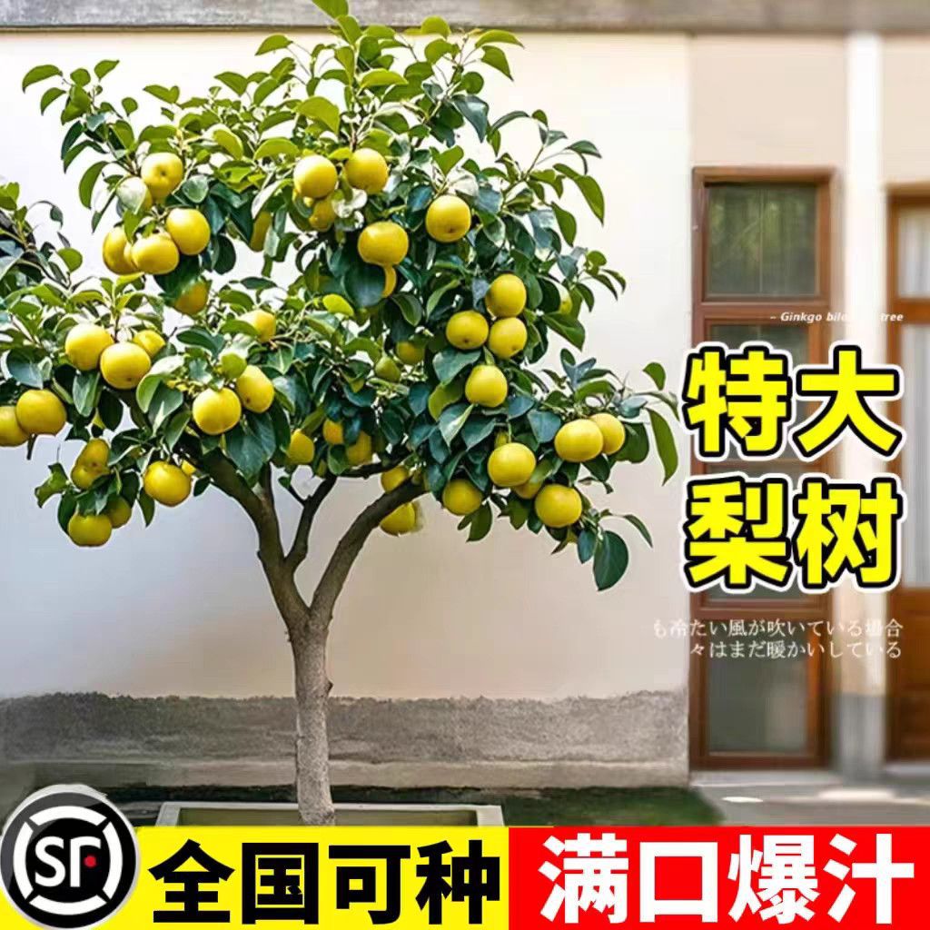 大梨树果苗带土秋月梨翠冠梨子苗盆地栽当年结果南方北方种植果树