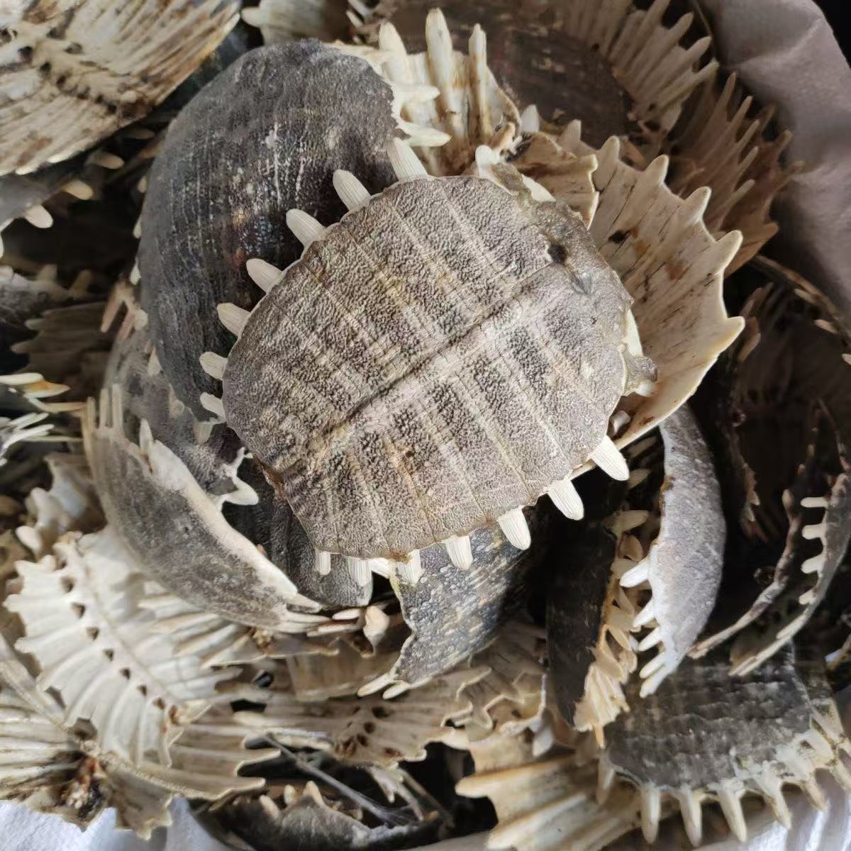 Bie Jia (Trionyx sinensis) Dried Turtle Shell Pieces — Traditional Chinese Herb, 500g overview