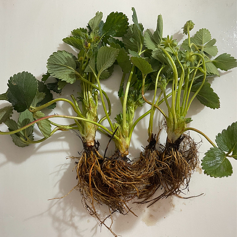 Plantas de fresas en maceta al por mayor con maceta en cuatro estaciones fácil de vivir fresas interiores balcón patio sur-norte plantación de plántulas image 3