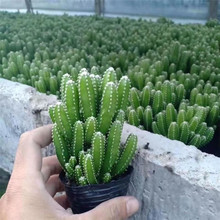 �f��ɽ��ؔɽ�Gֲ������Xֲ����������������������̨�羳���