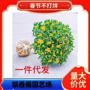 һl𻨘ļ҃Ȼֲ𵤹ͥԺ