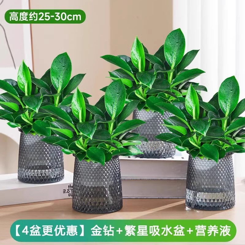 [4개 특가] 골든 다이아몬드 25-30cm+별 세면대+영양액