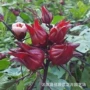 红桃k盆栽四季种植花种子