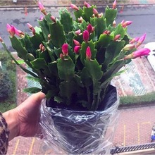 室内盆栽花卉 蟹爪兰 蟹爪莲  仙人掌 仙指兰假昙花盆栽 四季常绿