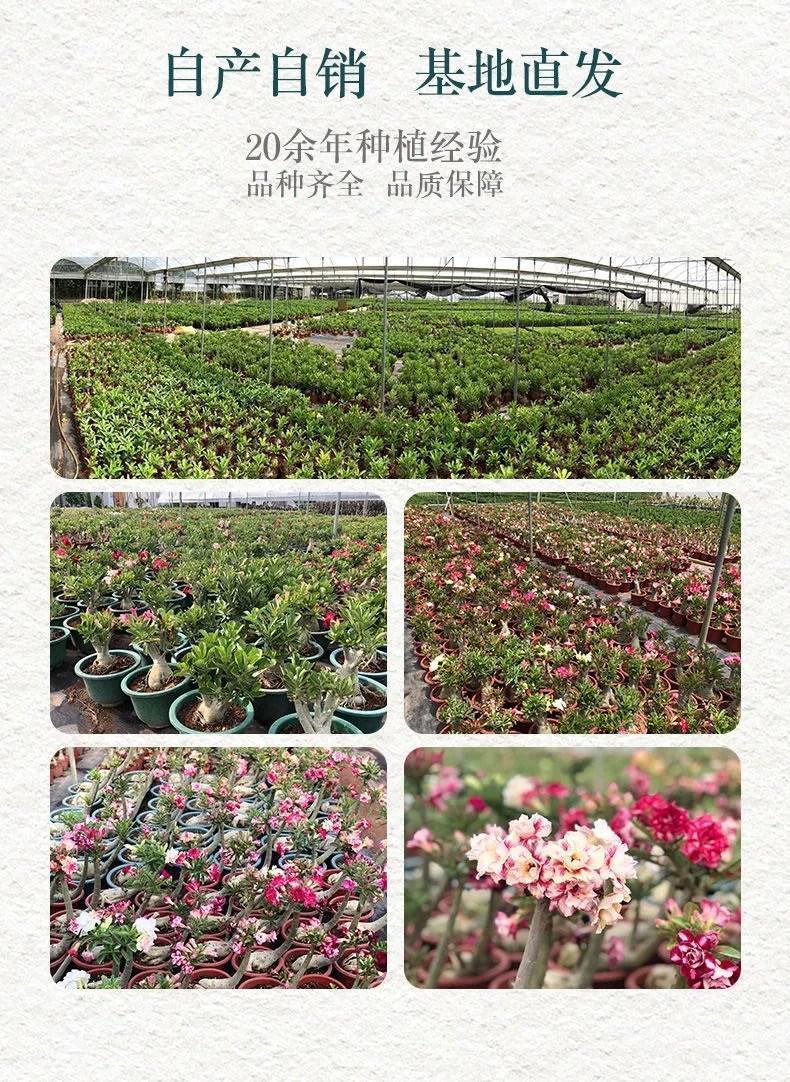 bdb6fcfe-dda6-4b6e-8f27-232fa8ca0e44.jpe