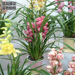 ����ֱ�N��ޥ�m�m����󻨻��m�s���m���������_������ζ������