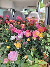 供应北京月季载月季别墅月季园区载月季苗买月季养护月季市场