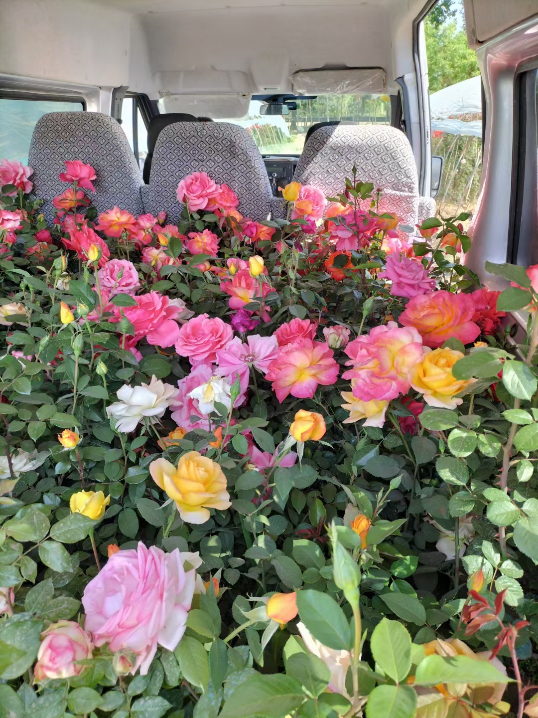 供应北京月季载月季别墅月季园区载月季苗买月季养护月季市场