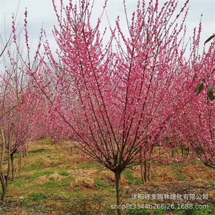 �t÷���Ϙ��辰�䘶�t÷�����÷�G÷�҃����ԾGֲ���]