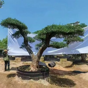 ���������ϙ�������͹Ř������ϙ�����ϙ�����;��^��ֲ�����