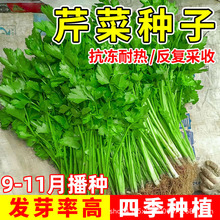 �۲˷N���ͺ���Ʒ�N�ļ�С���ی����r��ͨ�ò��т��y�߮a�߲˷N��