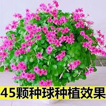 红花三叶草种苗红花醡浆草苗紫叶四叶草幸运草绿叶红花醡浆草种根