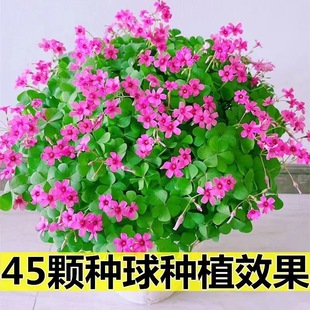 Saffron Clover Seedlings, Saffron Clover Seedlings, Purple-Leaf Four-Leaf Clover, Lucky Clover, Green-Leaf Saffron Clover Roots