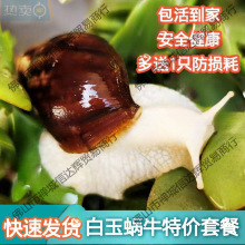 ��ţ����ѧ������ʵ�����ţ��̯�������۰�����ţ��ֳ���ͳ���*