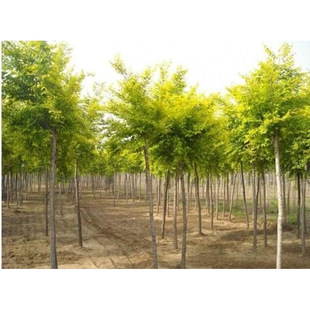 ����ͥԺ�G����ľ���~�����A���~�������ܘ���ͥԺ�ϱ�������Nֲ