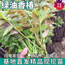 一件代发正宗绿油香椿树苗南北方盆栽地栽种植香椿苗四季椿芽菜