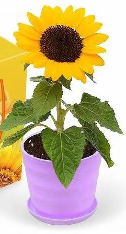 向日葵太阳花婚庆装饰花 家居田园风户外栅栏绢花 花卉