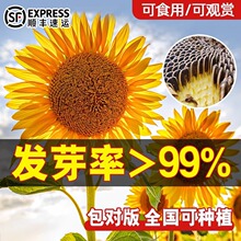 向日葵种子可食用四季播种矮生大粒油葵葵花籽高杆多头花卉种子