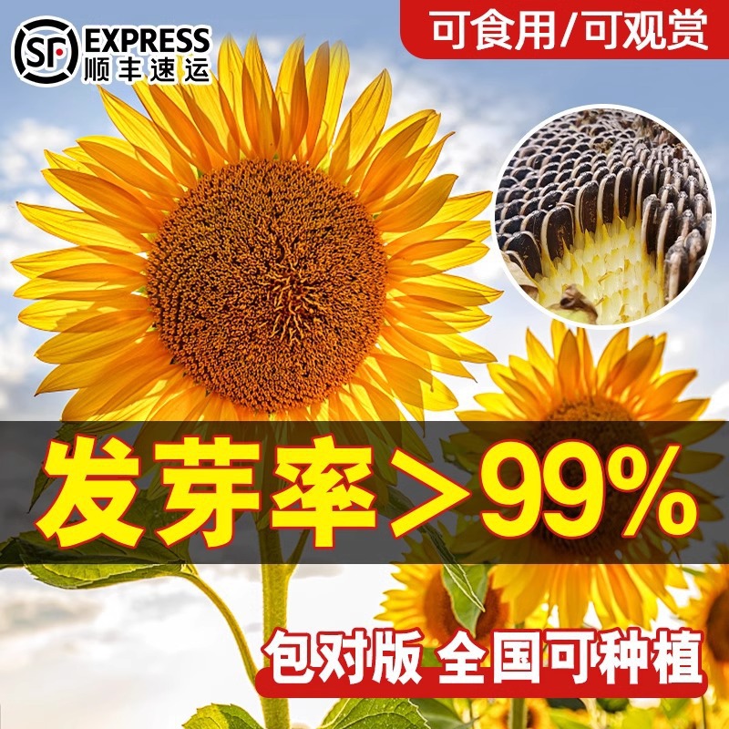 向日葵种子可食用四季播种矮生大粒油葵葵花籽高杆多头花卉种子