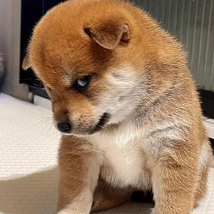 ���ۺ��Sɫ��ɫِ���pѪ�y�ձ���Ȯ������Ȯ���N���w���ﹷ