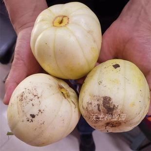 Ruixue Agriculture Xiangruijinmai Melon Seeds Are Early-Maturing, Thin-Skinned, Sweet, Crisp, Dry Flesh, Yellow and White, Disease-Resistant, Northeast Greenhouse Open-Air
