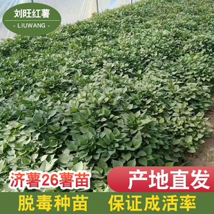 �t���� �a��ֱ�lÓ��Ó������26���t���ß�����������Ó������19