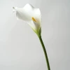 White, big