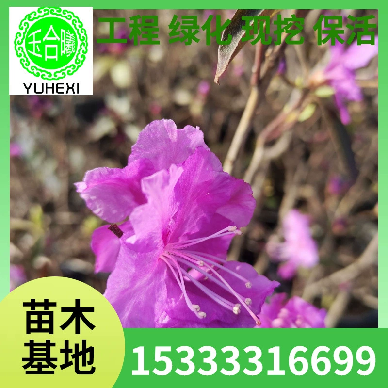 Саженцы азалии Саженцы азалии Синьванцзяцзяцзяцзяцзяцзяцзяцзяцзяцзяцзяцзяцзяцзяцзяцзяцзяцзяцзяцзяцзяцзяцзяцзяцзяцзяцзяцзяцзяцзяцзяцзяцзяцзяцзяцзяцзяцзяцзяцзяцзяцзяцзяцзяцзяцзяцзяцзяцзяцзяцзяцзяцзяцзяцзяцзяцзяцзяцзяцзяцзяцзяцзяцзяцзяцзяцзяцзяцзяцзяцзяцзяцзяцзяцзяцзяцзяцзяцз